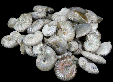 cheap fossils